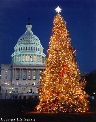 lễ giáng sinh - Một trong những biểu tượng của Noel đó chính là hình ảnh cây thông.