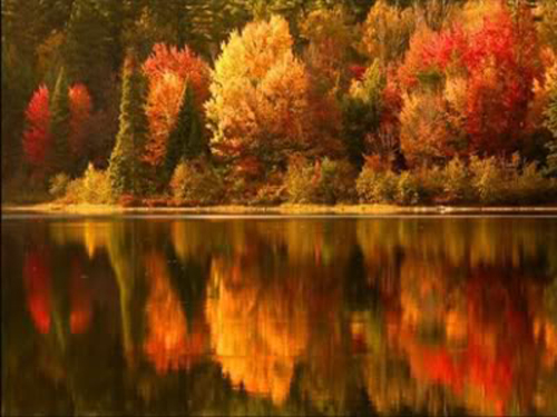 Những tán cây chuyển sắc rực rỡ giữa khí trời mùa thu. - mùa thu ở Canada - dulichhoanmy.com