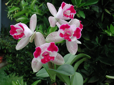 cattleyas orchid big pink white