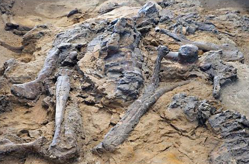 Những mẫu xương vỡ vụn nằm rải rác trong công viên. - Công viên khủng long Alberta  -dulichhoanmy.com