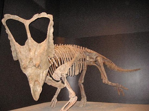 Bộ xương khủng long còn nguyên vẹn được trưng bày tại viện bảo tàng. - Công viên khủng long Alberta  -dulichhoanmy.com