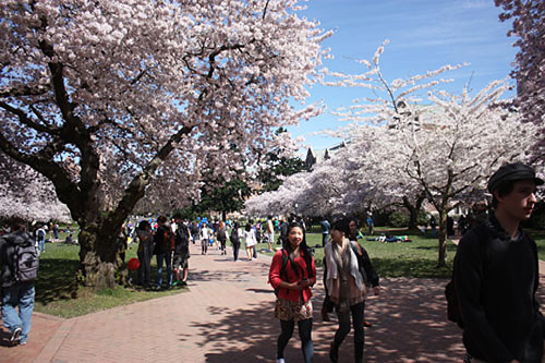 Sinh viên Đại học Washington hồ hởi thưởng thức vẻ đẹp mê hồn của những cây hoa anh đào trong khuôn viên trường. - Đại học Washington - dulichhoanmy.com