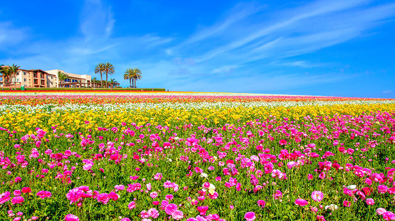 cánh đồng hoa mao lương - du lịch Hoàn Mỹ - Cánh đồng đầy màu sắc rực rỡ say lòng du khách.