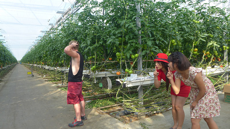 Trong nhà kính trồng cà chua công nghệ cao. - nông thôn nước mỹ - du lịch hoàn mỹ