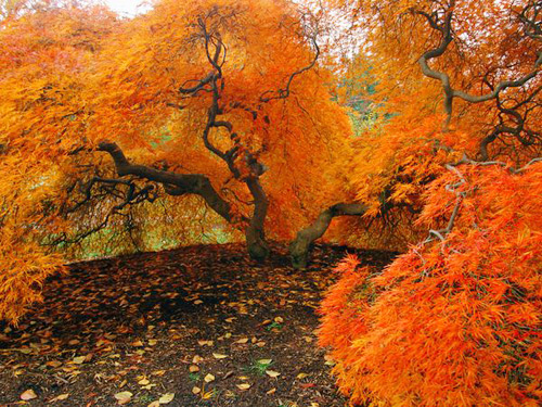 Hàng cây rực rỡ với tone màu vàng, cam. - mùa thu tại nước Mỹ - dulichhoanmy.com