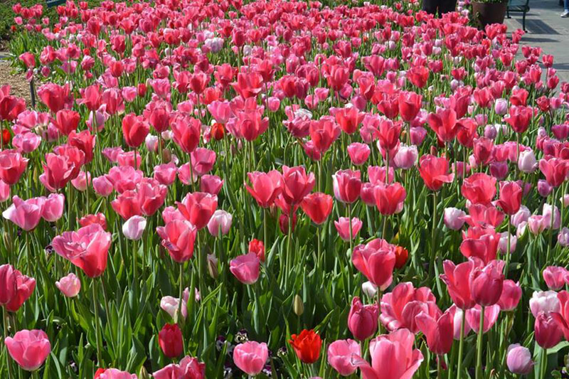 Hoa Tulip màu hồng. - cánh đồng hoa tulip ở Dallas