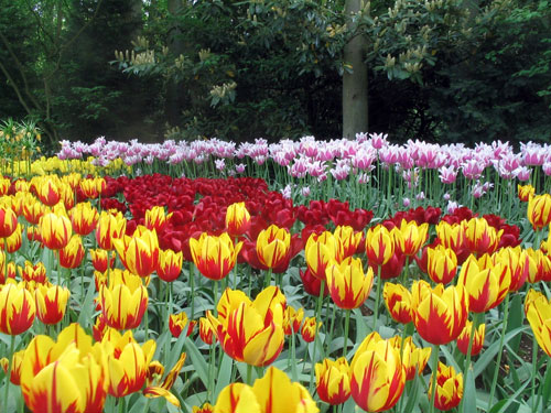 vuon-hoa-tulip-1