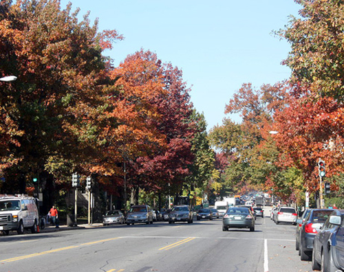 Hình ảnh những hàng cây đủ màu sắc chắc không còn quá xa lạ tại nơi này. - mùa thu ở washington - dulichhoanmy.com