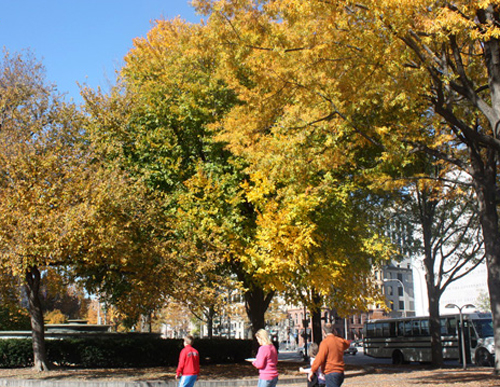 Mọi người đang đi dạo dưới những tán cây dần chuyển màu. - mùa thu ở washington - dulichhoanmy.com