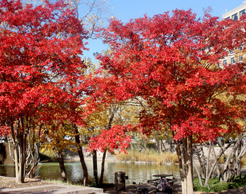 Check in dưới những cây lá đỏ sẽ mang đến cho du khách những bức hình không những lung linh mà còn độc đáo. - mùa thu ở washington - dulichhoanmy.com